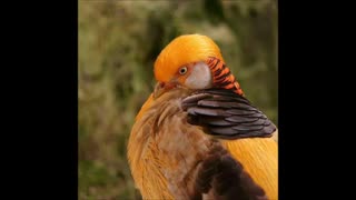 تخم نطفه دار قرقاول زینتی