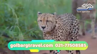 در تور آفریقای جنوبی نوروز 98 چه خبره ؟ | قیمت تور ارزان آفریقای جنوبی نوروز 98