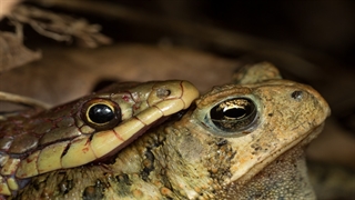 شکار دیدنی وزغ توسط مار