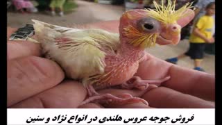 تخم عروس هلندی تضمینی و فروشی