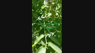 نهال گردو ژنوتیپ رویال