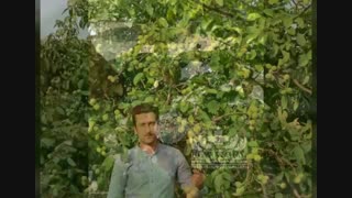 ارقام نهال گردو