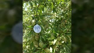 ارقام نهال بادام