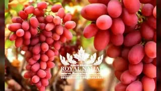 ارقام نهال انگور