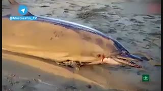 مستندصیدترال کشتیهای چینی