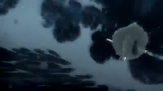 Fate zero  music video