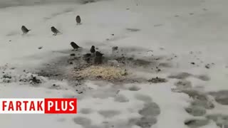 شهروند همدانی که در طبیعت برفی پرندگان را فراموش نکرد زیبایی پوست
