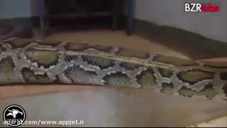 حملات مار کبرا. حتماً ببینین.