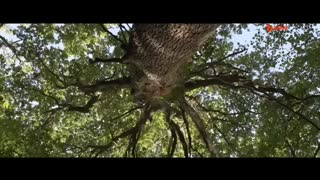 مستند حیرت انگیز از حیوانات در قاره اروپا