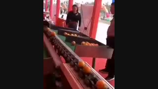 دستگاه sort کردن میوه