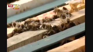 زنبورداری با صبا کندو