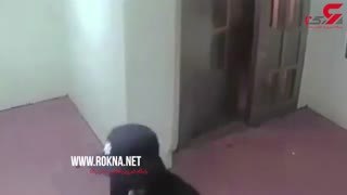 تجاوز وکیل جوان به دختر 19 ساله در آسانسور- روژان