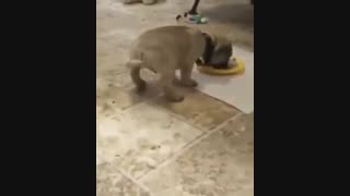 هی میگن توی غذای گربه و سگ حبوبات نریزین این میشه دیگه