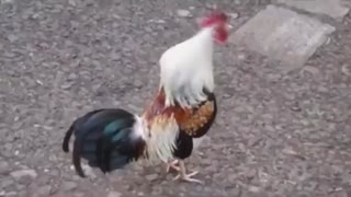 سمفونی حیوانات