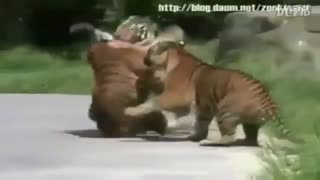 مبارزه ببرها