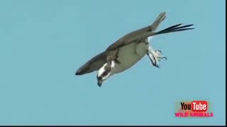 بهترین شکارها توسط پرندگان