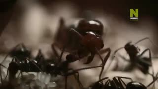 مادران نمونه در حیات وحش