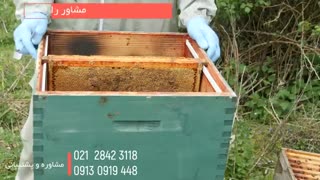 کارآفرینی با پرورش زنبورعسل