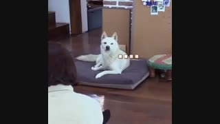 وقتی یهویی  سگ میبینی ..ههه-یک فانی مومنت