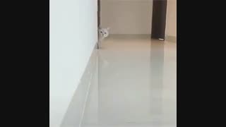 گربه بازیگوش