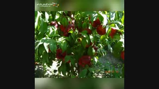 نهالستان فریدن در اصفهان