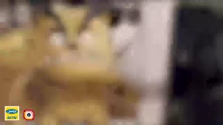 گربه بد - ایرانسل