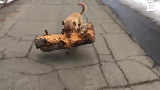 قرار بود شاخه رو بیاره، نه کنده!