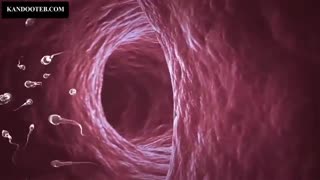 مهم ترین نکاتی که باید درباره ی  (روش های کمک باروری IVF) لقاح آزمایشگاهی بدانید