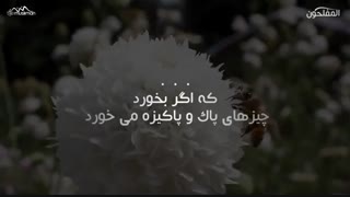 مثل مؤمن