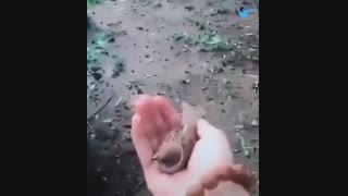 درستشم همینه:|