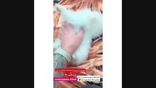 آقا ایــن سگه دخـــــــــــتــره امیــــــــــــرهههههههه⭐ــــ★