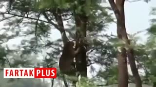 شکار آهو توسط پلنگ پرند