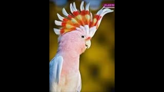 تخم طوطی سانان  جهت جوجه کشی