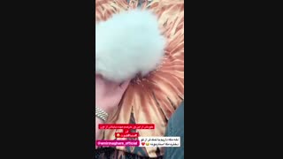 دختر امیر مقاره