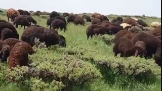 گوسفند زنده