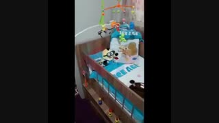 خانواده کپل‌پا