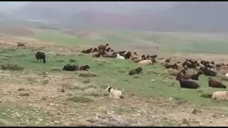 خرید گوسفند زنده