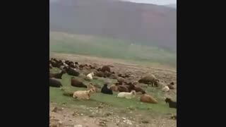 فروش دام زنده