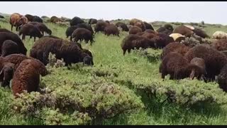 فروش گوسفند زنده