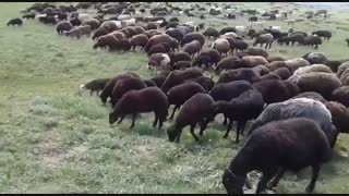 قیمت گوسفند زنده