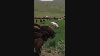 گوسفند زنده تهران