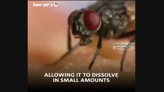 وقت مگس روی غذای شما میشینه چه اتفاقی میفته