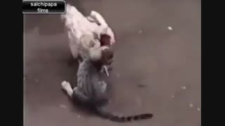 جنگ خروس وگربه.مسابقه رسمی