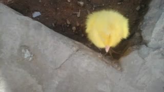 حسین جوکار و جوجش