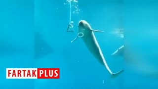 دلفینی که قلیان میکشد