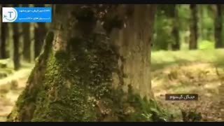 لذت خاص در پارک جنگلی گیسوم