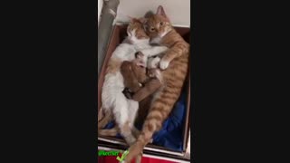 یک خانواده خوشبخت نیکو ها ^>_<^