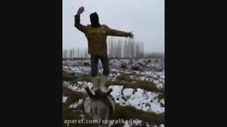 رقص رو الاغ -_-