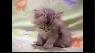 این بی اعصابو فالو کنید