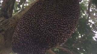 روش جالب هشدار زنبورها به مهاجمین